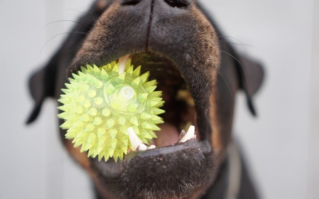 Which Chew Toys Are Safe For Your Dog?