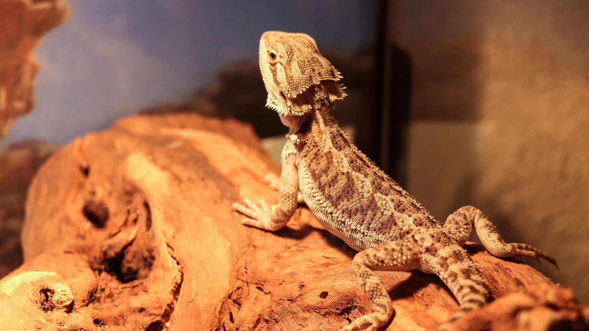 Reptile Amphibian Success - Desert Ridge Animal Hospital